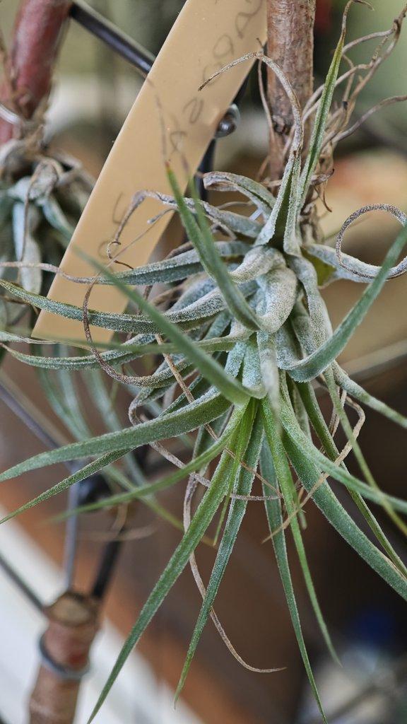 ŽIVÁ BOTANIKA 15.11.2025 - 🌸 Praha