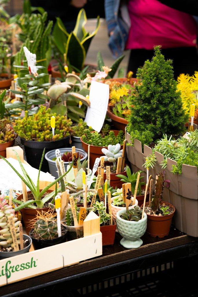 Happyplant Říčany - Prodejní akce pokojových rostlin