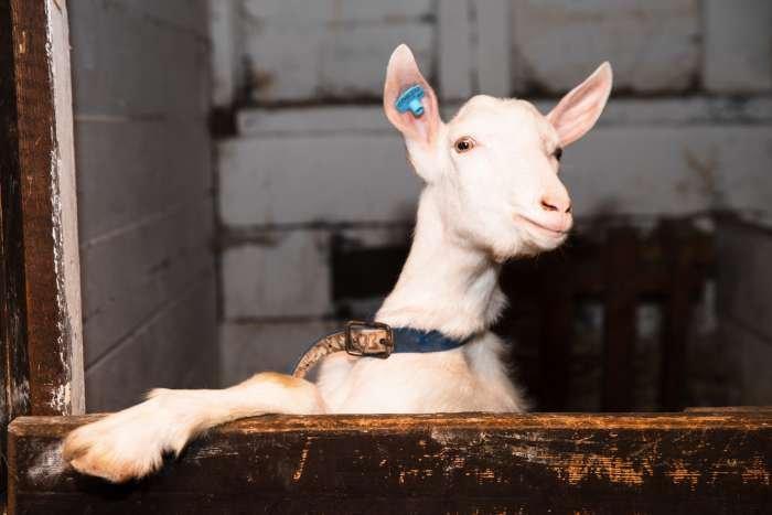 Za zvířátky na farmu do Toulcova dvora