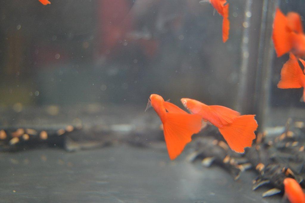 Ostravské Fauna Trhy