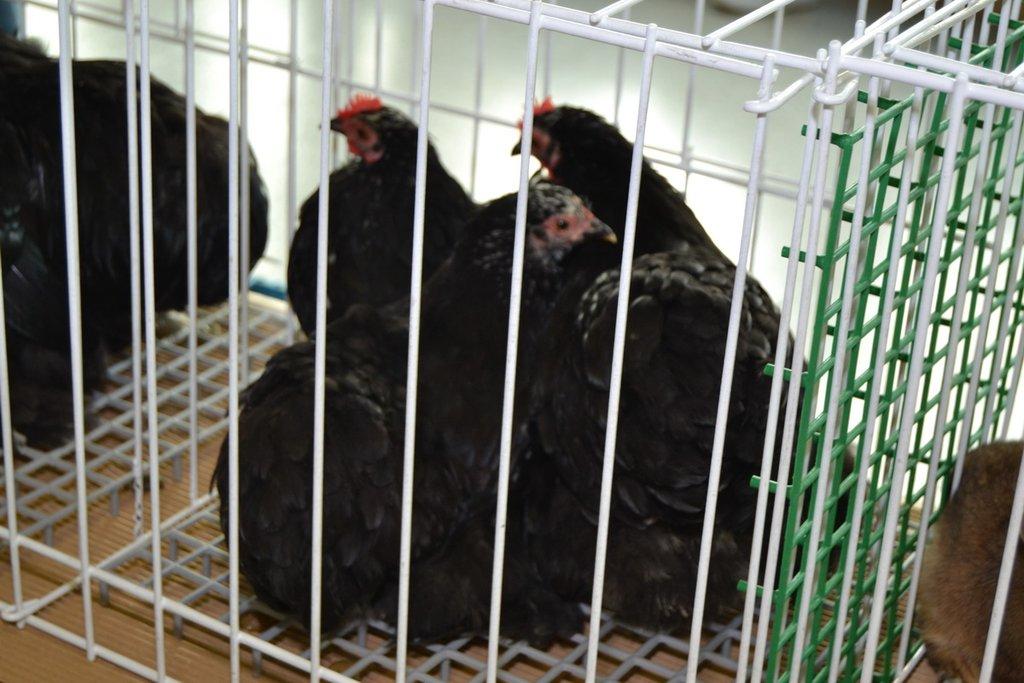 Ostravské Fauna Trhy