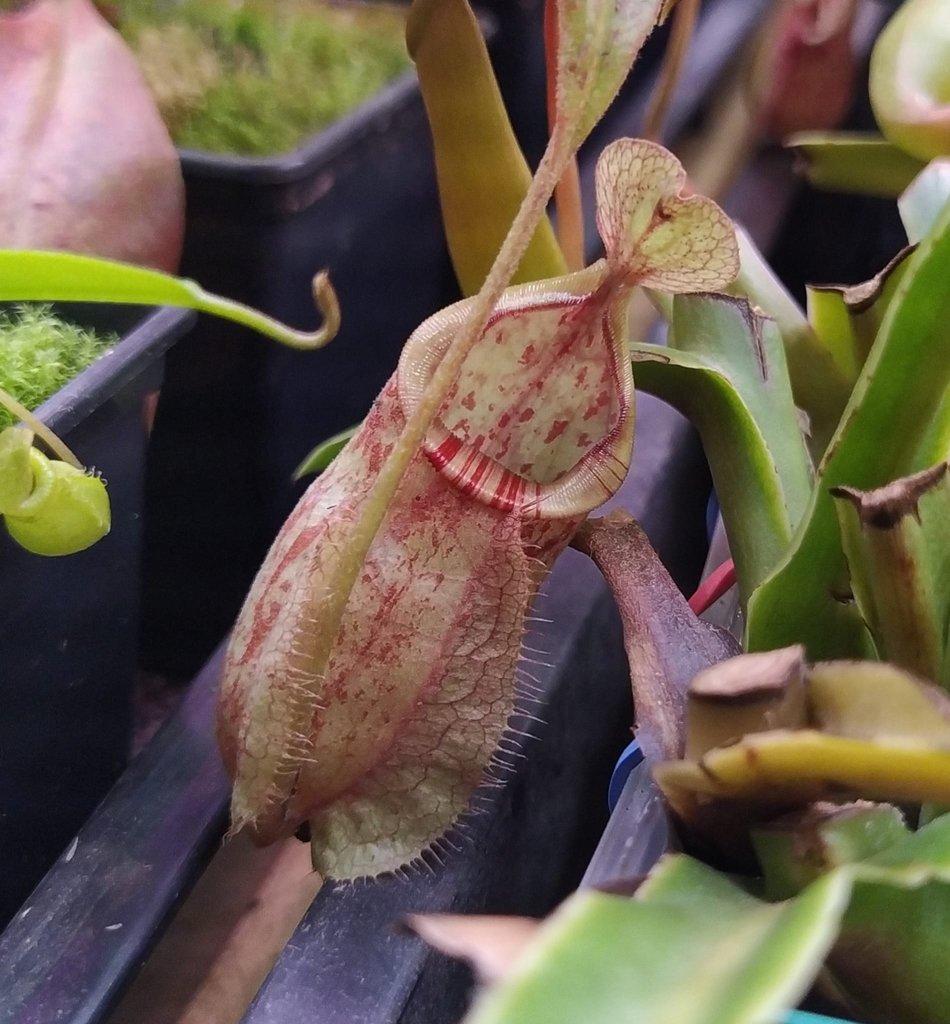 ŽIVÁ BOTANIKA 15.11.2025 - 🌸 Praha