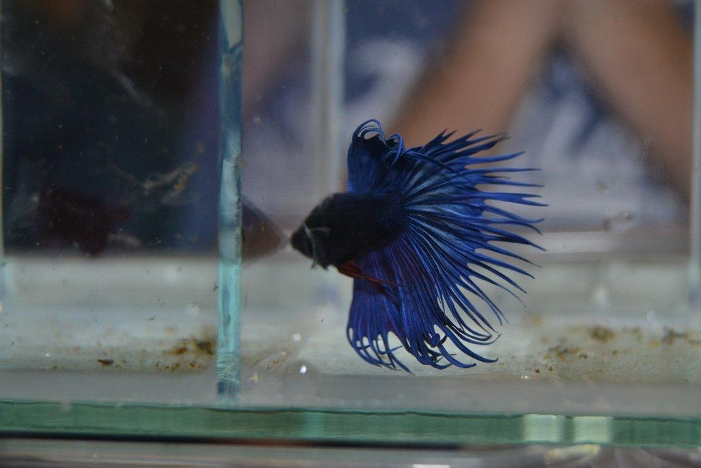 Ostravské Fauna Trhy