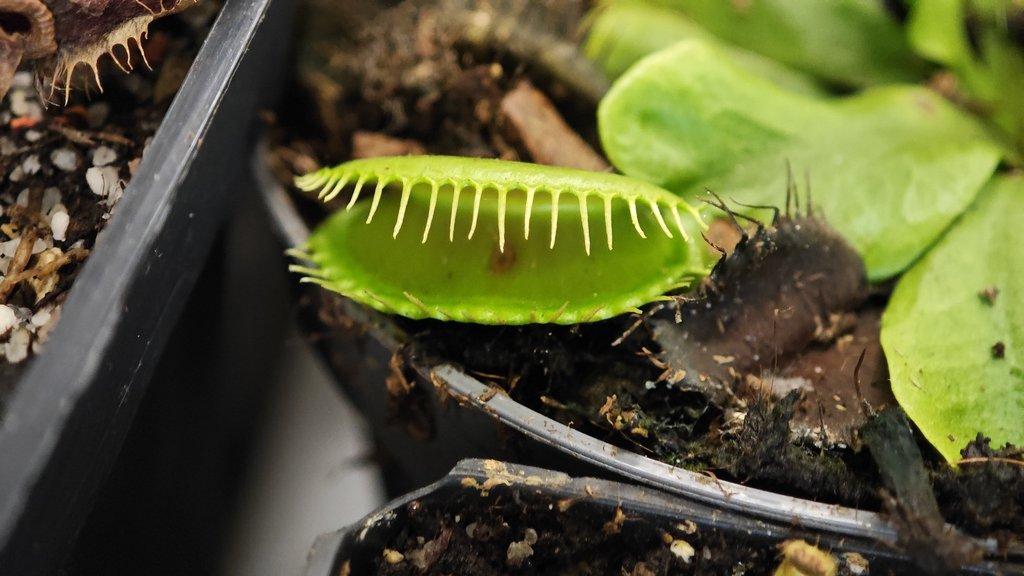 ŽIVÁ BOTANIKA 15.11.2025 - 🌸 Praha