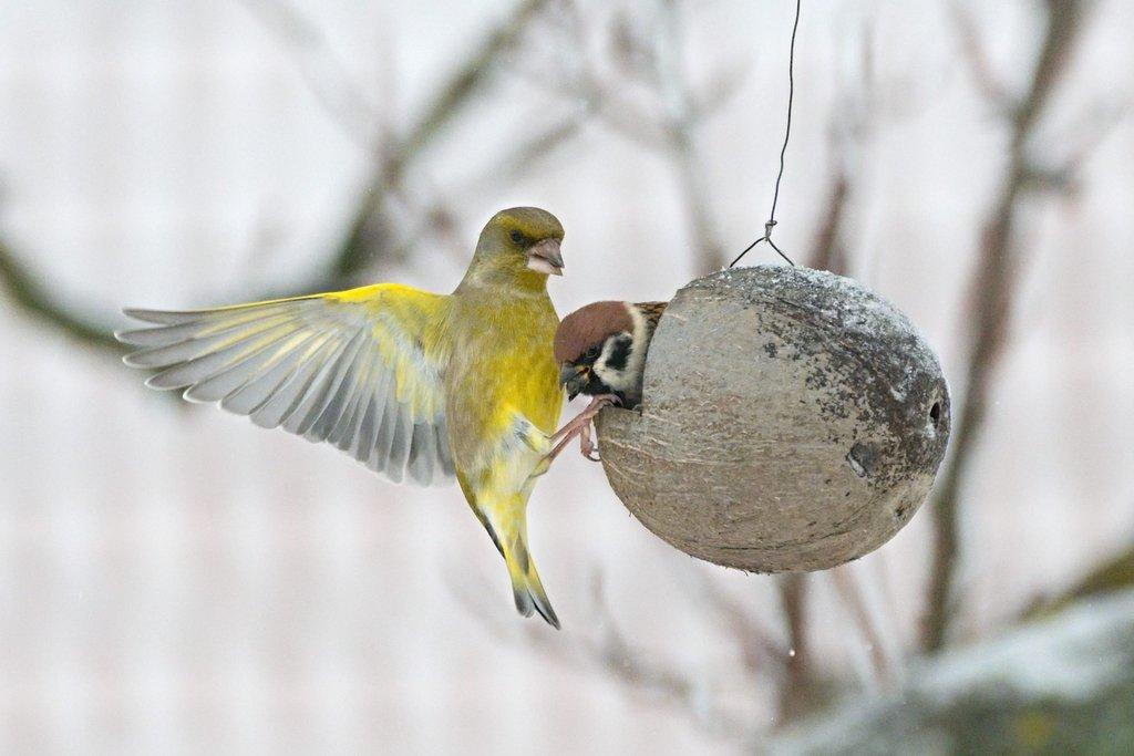 Ptačí hodinka aneb Sčítáme ptáky na krmítku!