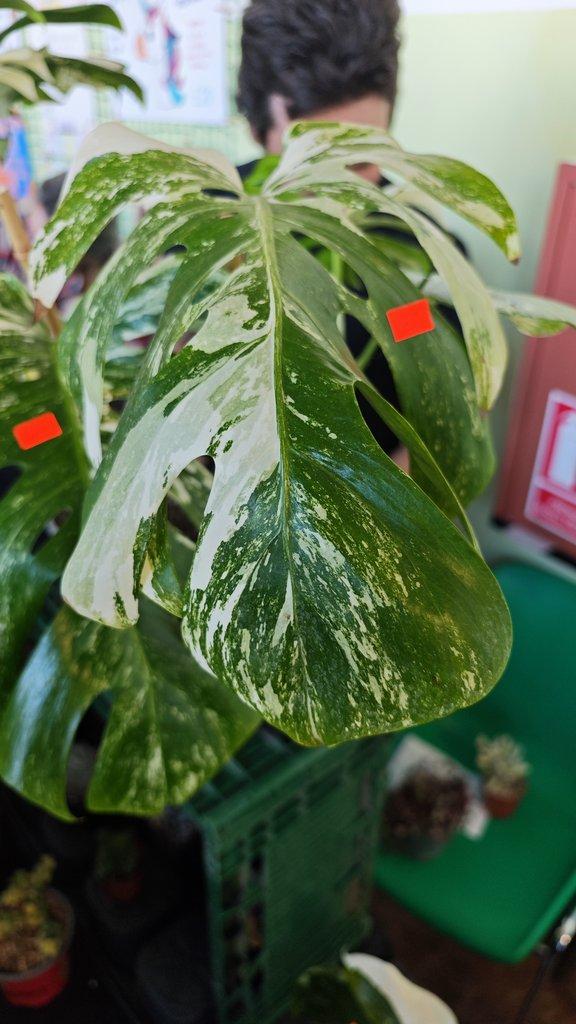 ŽIVÁ BOTANIKA 15.11.2025 - 🌸 Praha