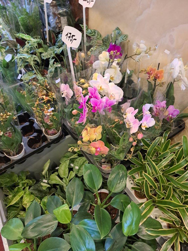 ŽIVÁ BOTANIKA 15.11.2025 - 🌸 Praha