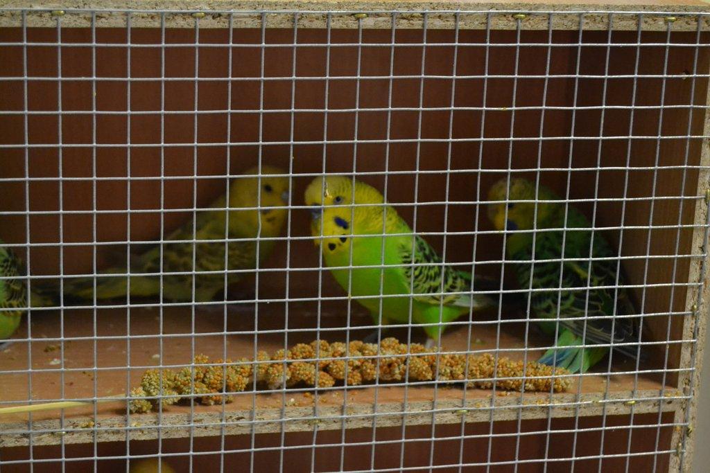 Ostravské Fauna Trhy