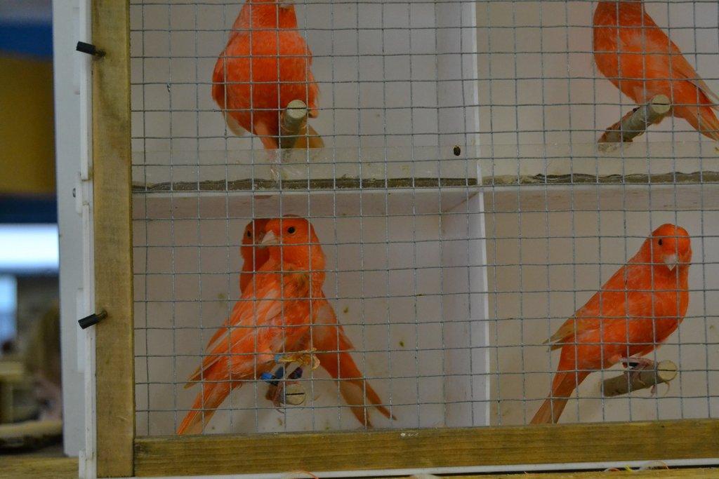 Ostravské Fauna Trhy