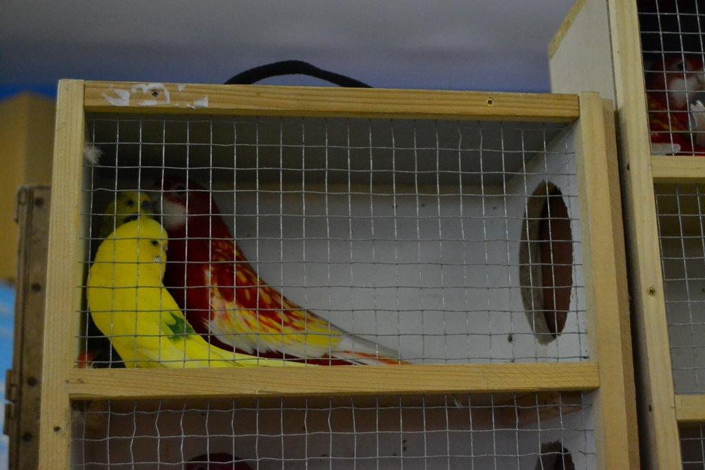 Ostravské Fauna Trhy