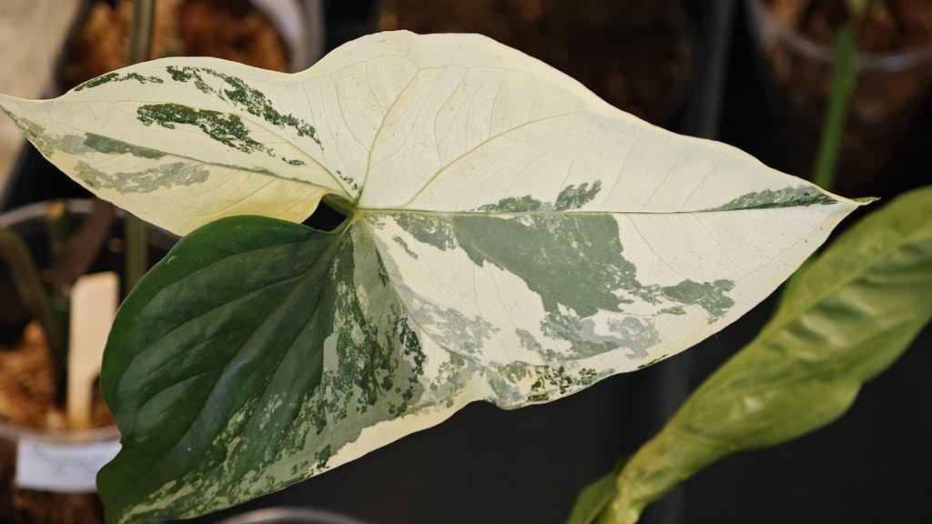 ŽIVÁ BOTANIKA 15.11.2025 - 🌸 Praha