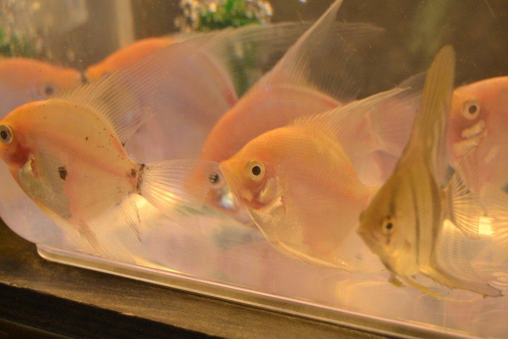 Ostravské Fauna Trhy