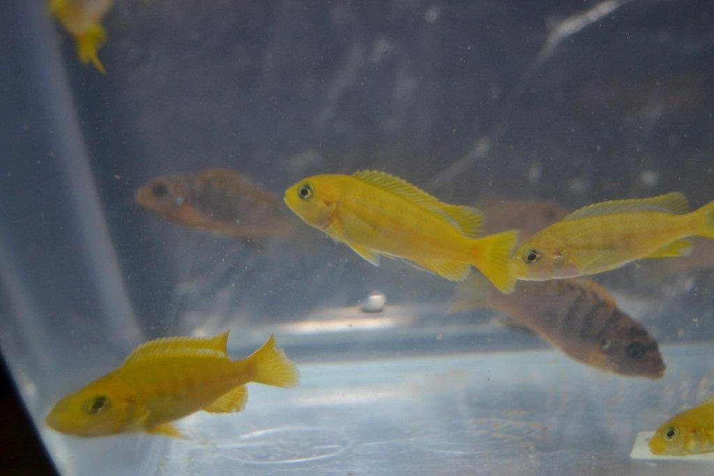 Ostravské Fauna Trhy