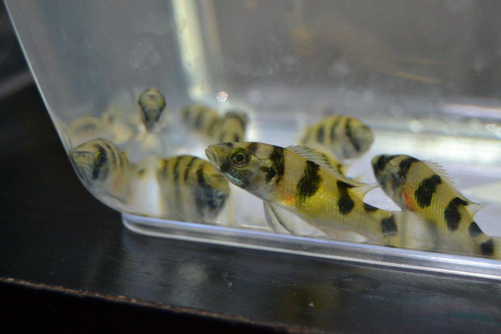 Ostravské Fauna Trhy