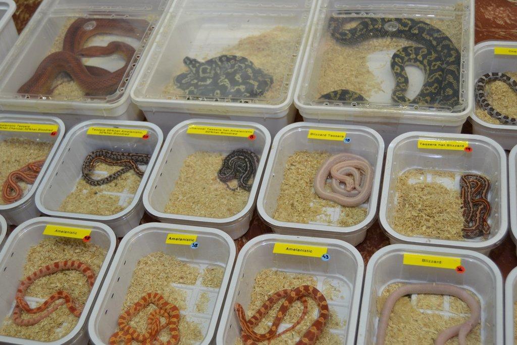 Ostravské Fauna Trhy