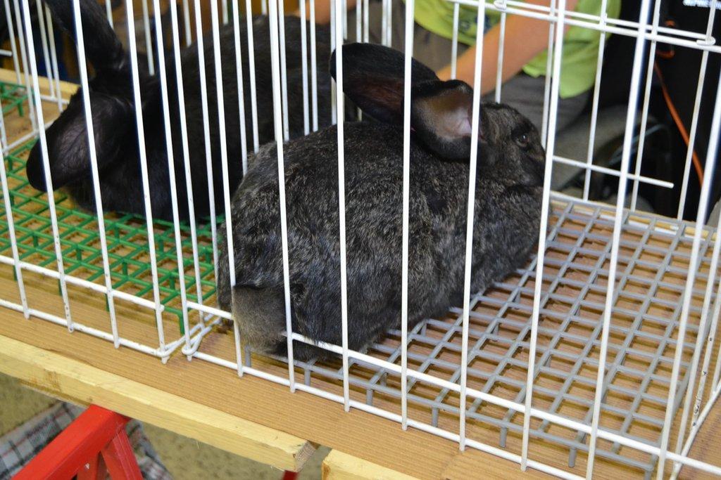 Ostravské Fauna Trhy