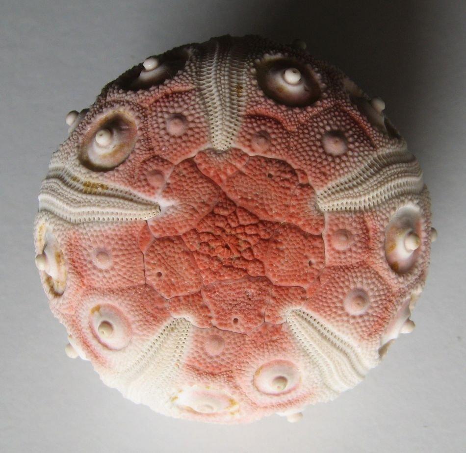 Výstava lastur a mořských přírodnin