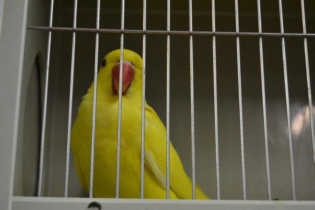 Ostravské Fauna Trhy