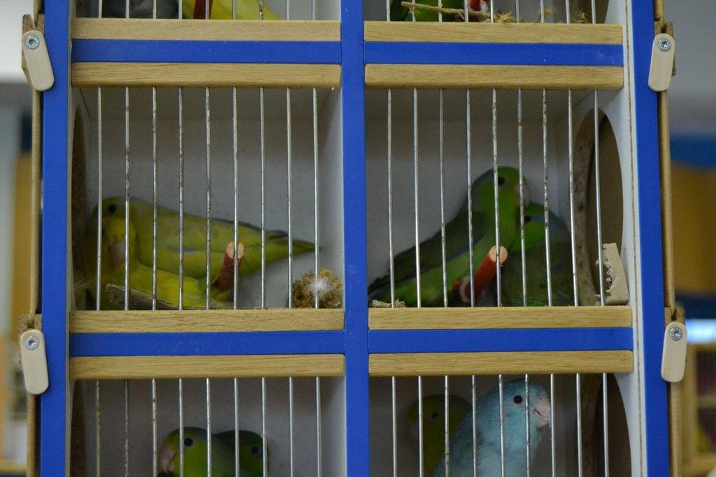 Ostravské Fauna Trhy