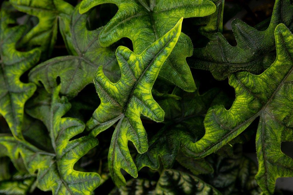 Happyplant Říčany - Prodejní akce pokojových rostlin