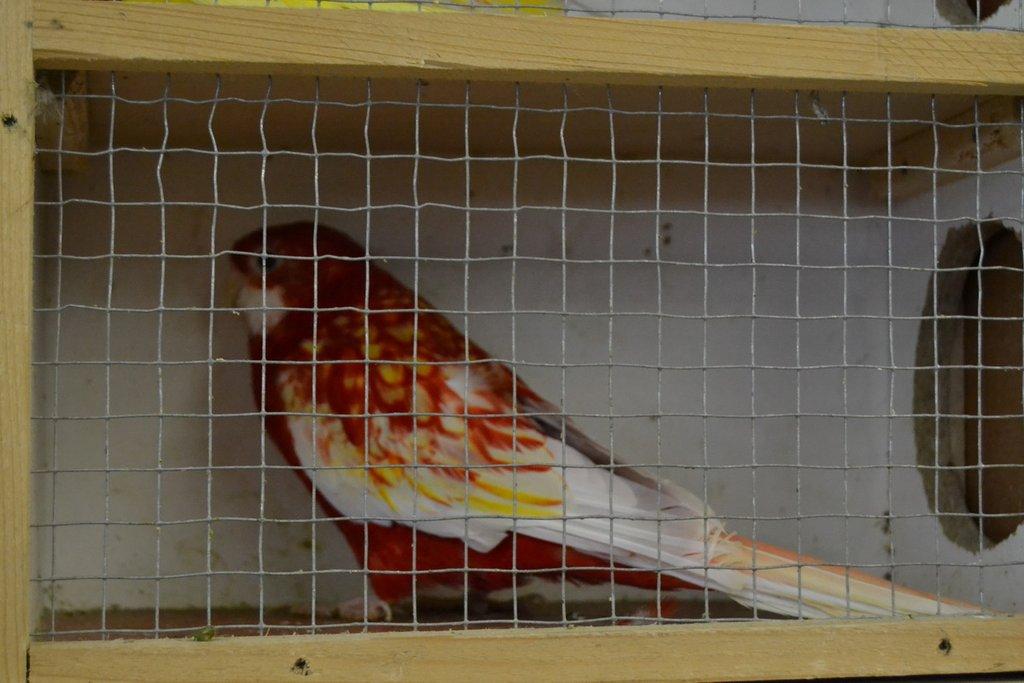 Ostravské Fauna Trhy