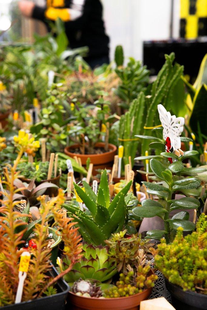 Happyplant Říčany - Prodejní akce pokojových rostlin