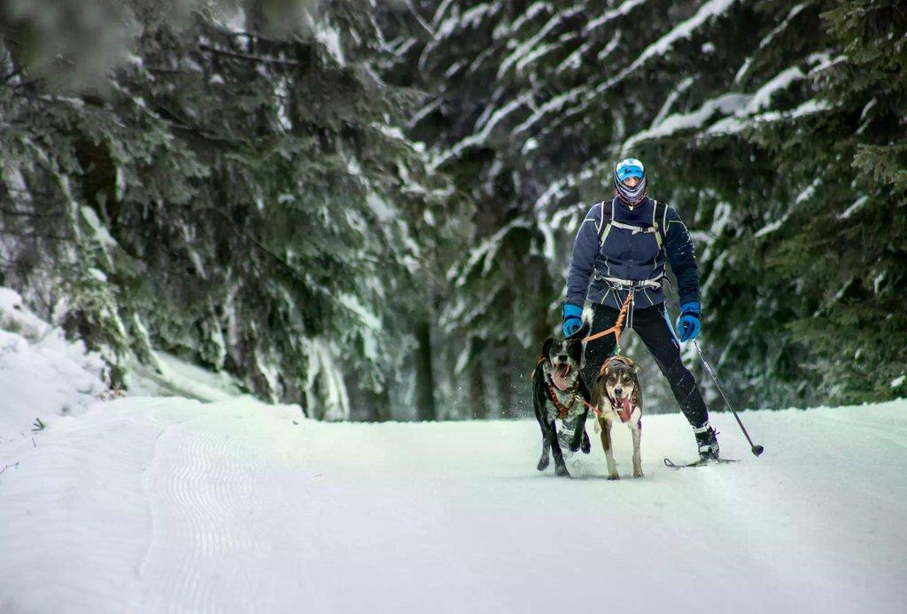 Šediváčkův long 2026 – extrémní závod psích spřežení