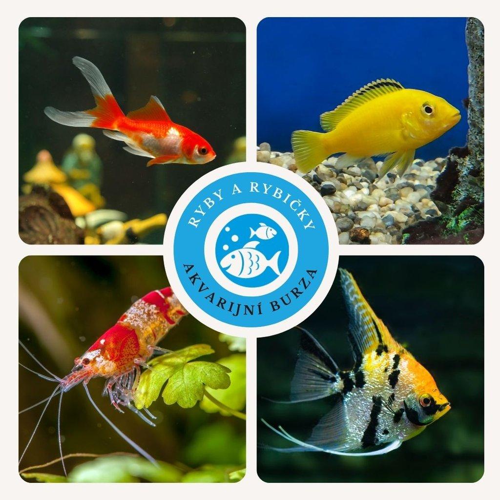 Ryby a rybičky 15.3.2026