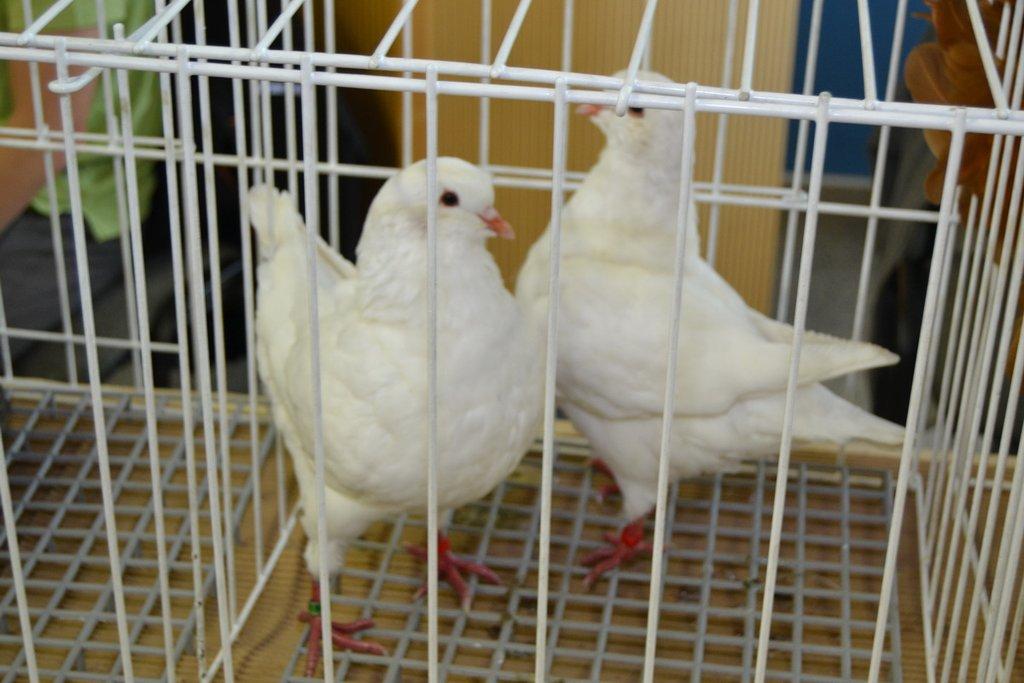 Ostravské Fauna Trhy