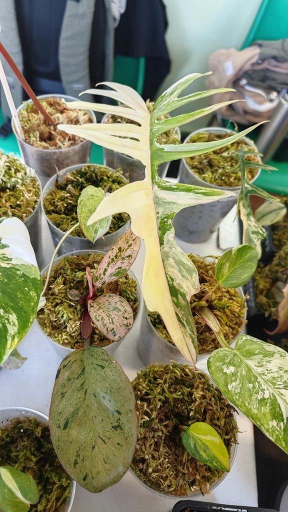 ŽIVÁ BOTANIKA 15.11.2025 - 🌸 Praha