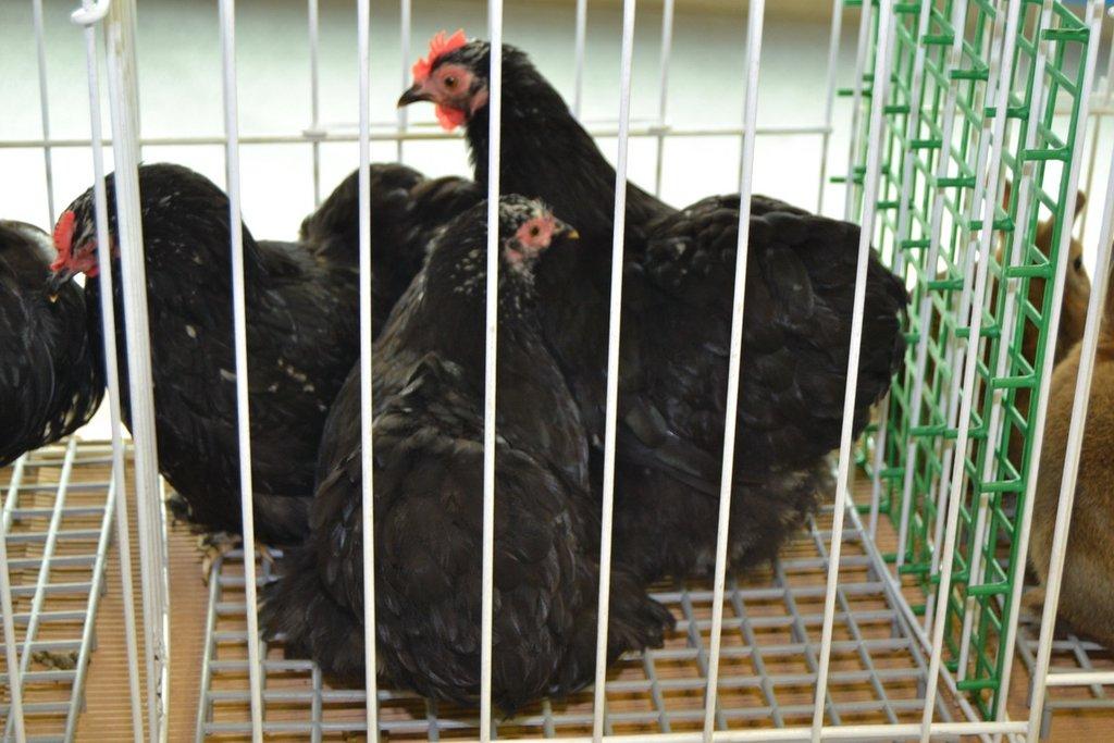 Ostravské Fauna Trhy