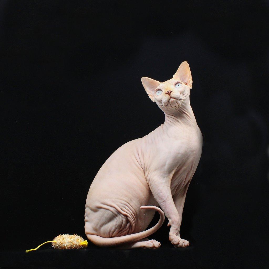 Mezinárodní výstava koček v Brně