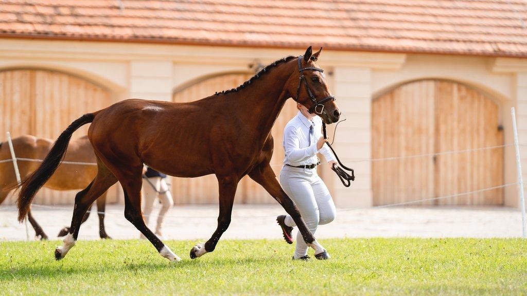 Mezinárodní výstava Welsh Pony & Cob Veltrusy