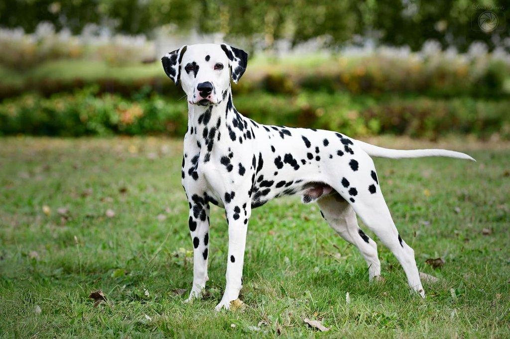 Reprodukce psů - Krytí a První pomoc (akutní stavy)