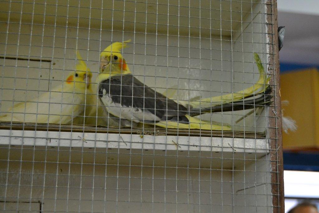 Ostravské Fauna Trhy