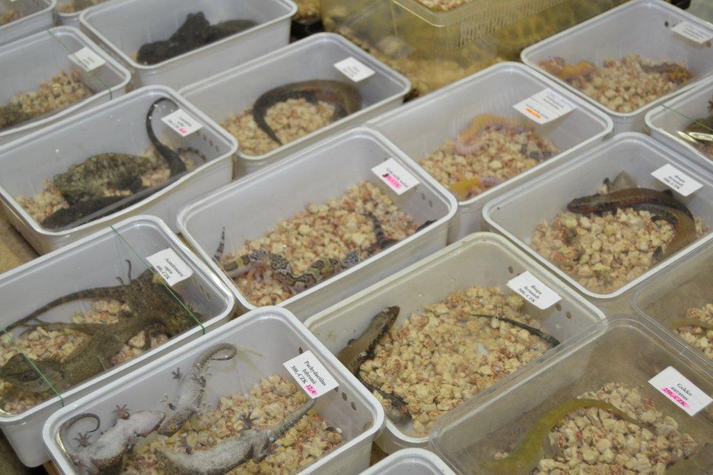 Ostravské Fauna Trhy