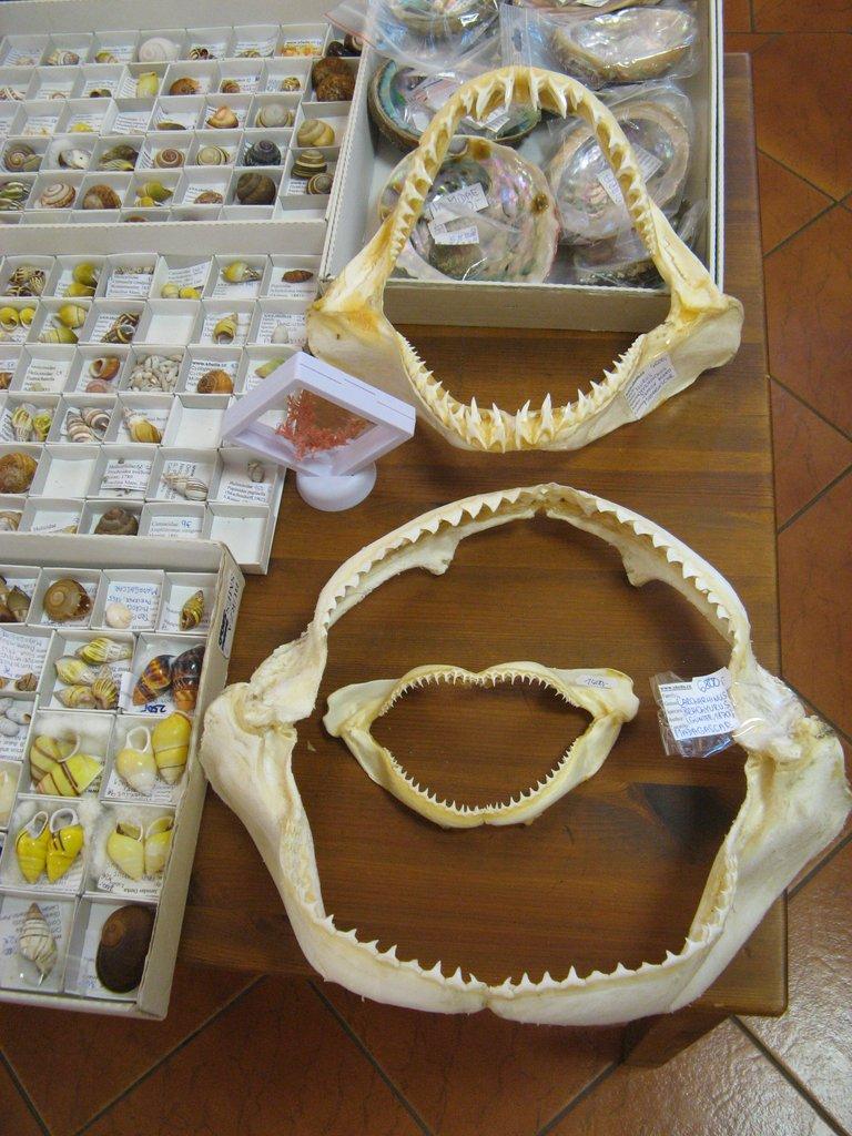 Výstava lastur a mořských přírodnin