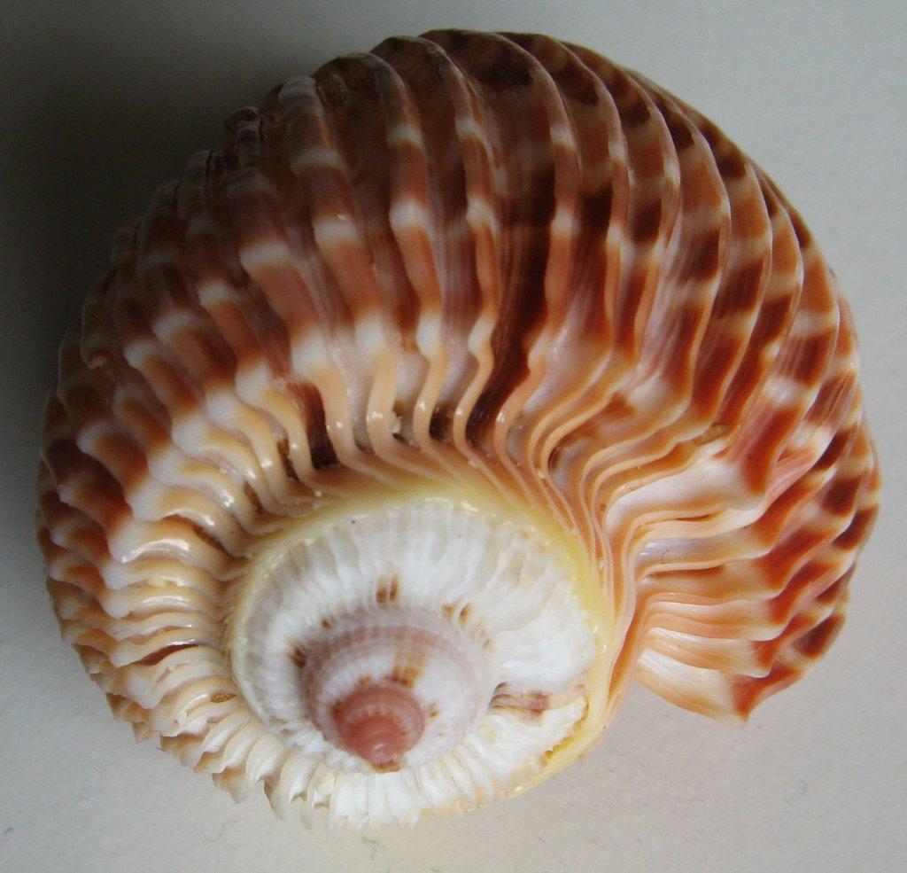 Výstava lastur a mořských přírodnin