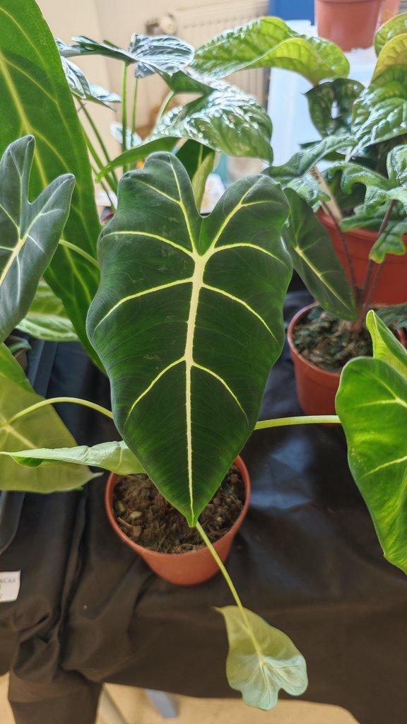 ŽIVÁ BOTANIKA 15.11.2025 - 🌸 Praha