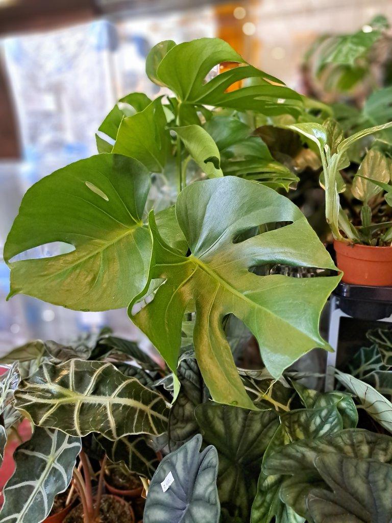 ŽIVÁ BOTANIKA 15.11.2025 - 🌸 Praha