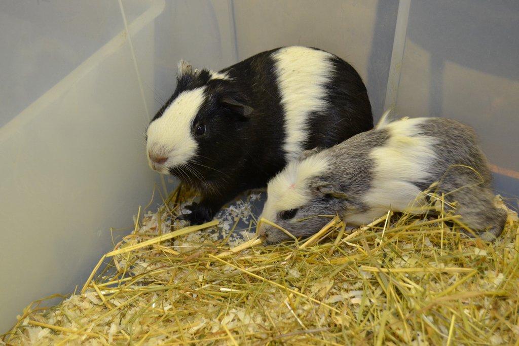 Ostravské Fauna Trhy