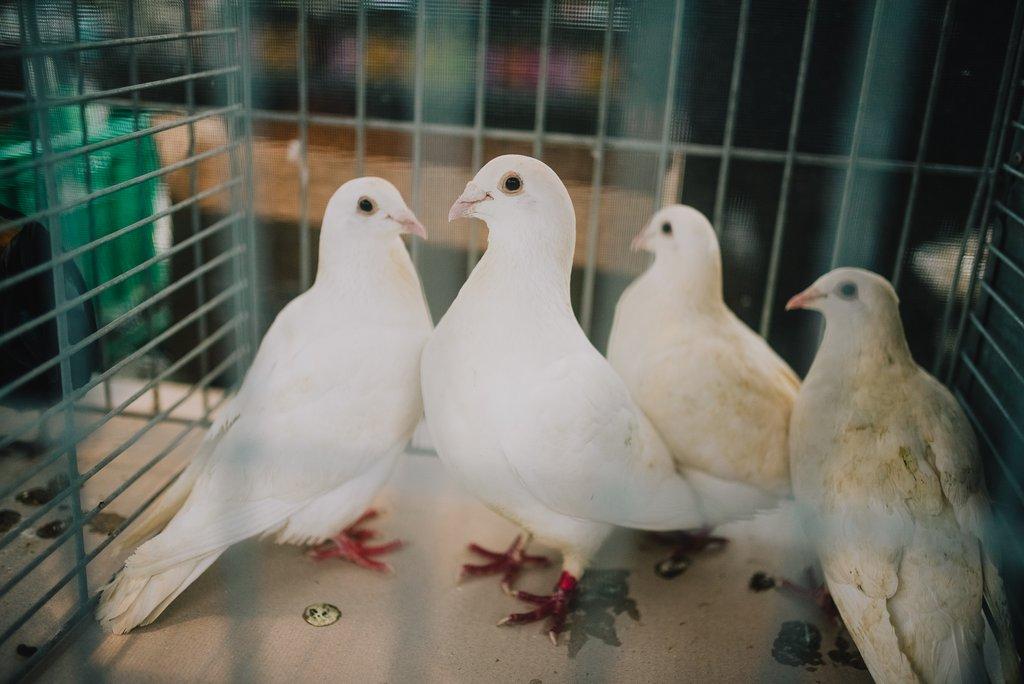 Chovatelské trhy - červen