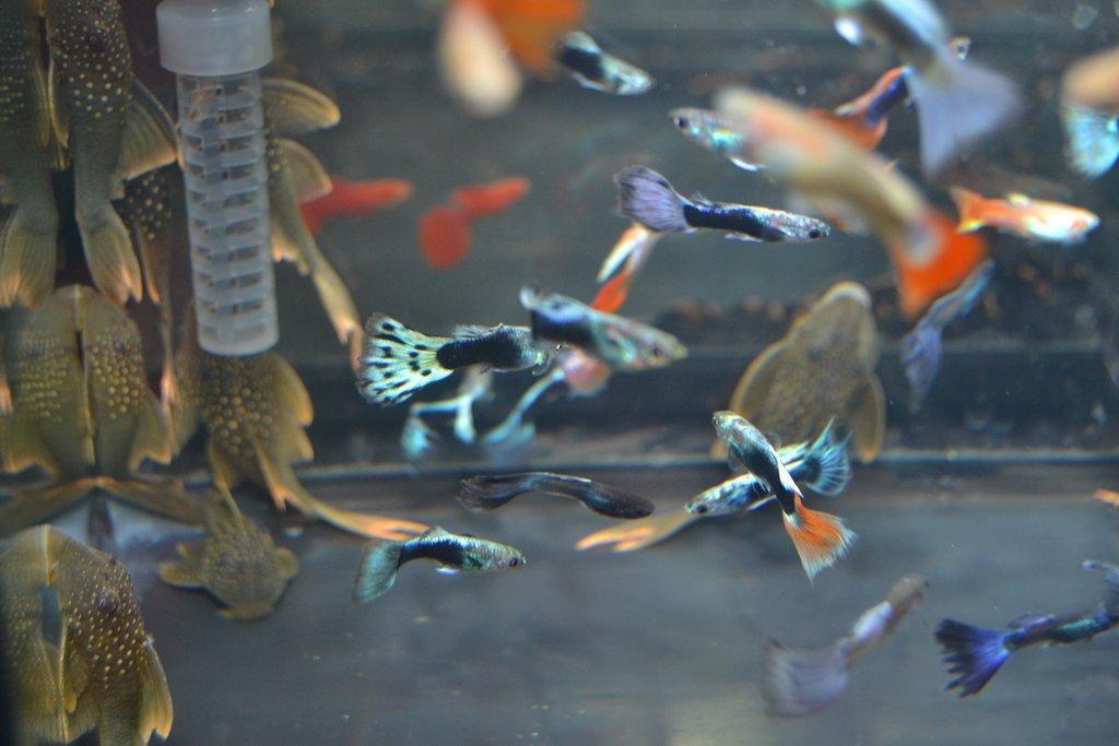 Ostravské Fauna Trhy