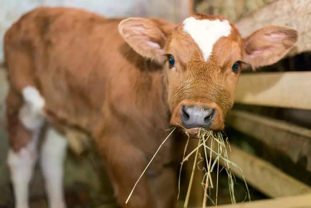 Farma 2026 – výstava hospodářských zvířat i s jejich mláďaty