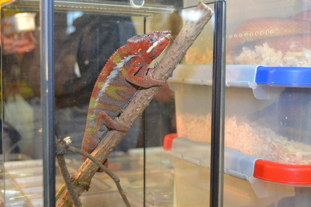 Ostravské Fauna Trhy