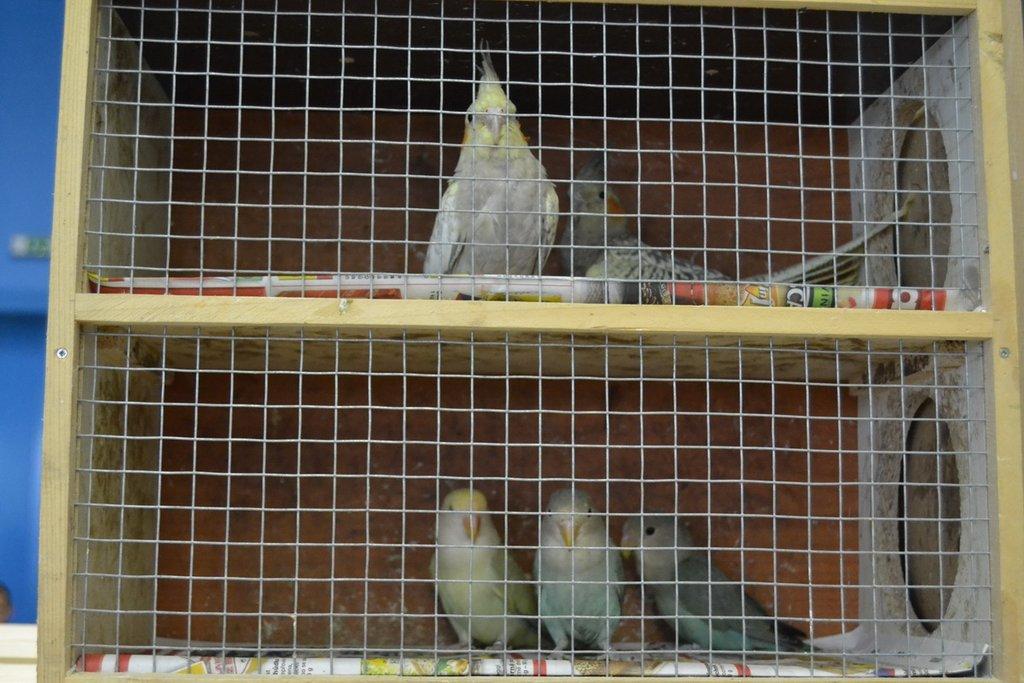 Ostravské Fauna Trhy