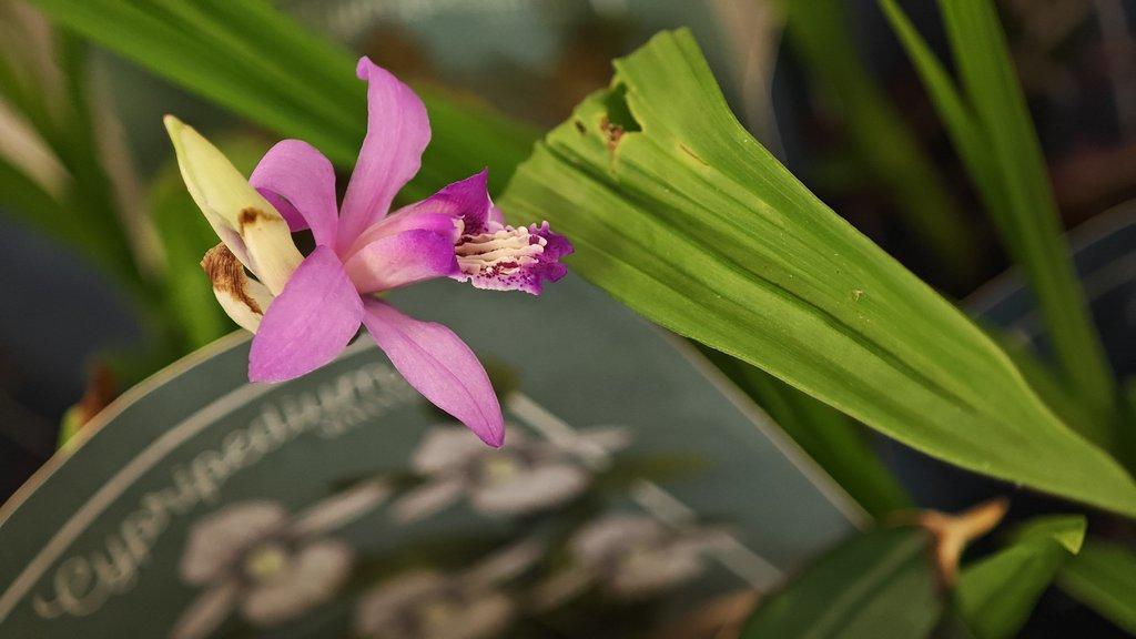 ŽIVÁ BOTANIKA 15.11.2025 - 🌸 Praha