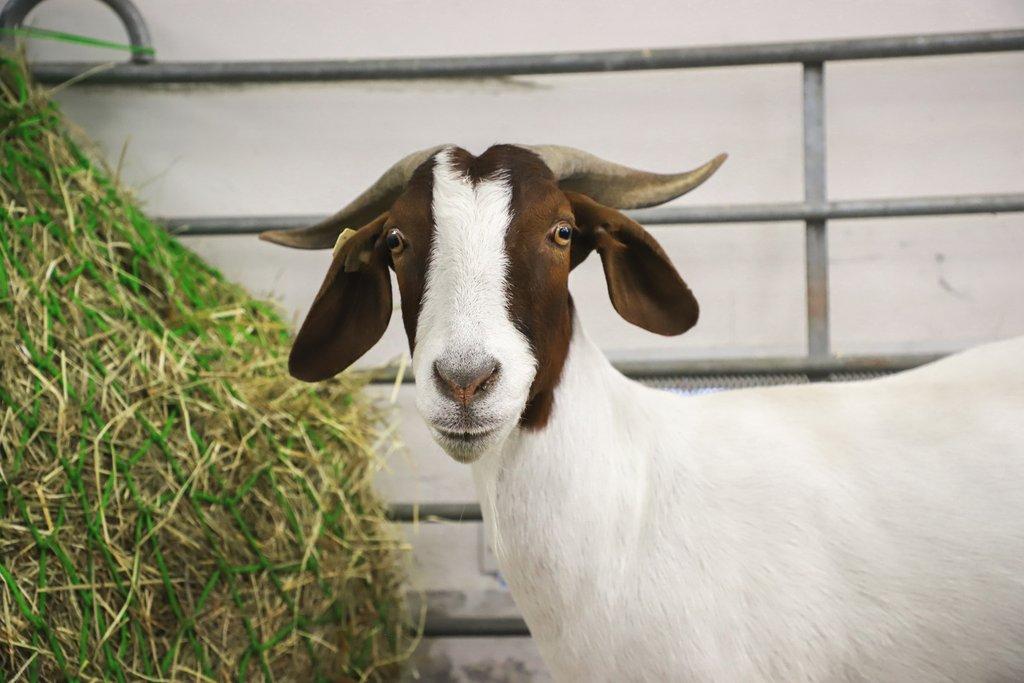 Země živitelka 2026 – Mezinárodní agrosalon v Českých Budějovicích