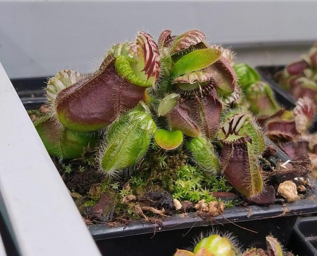 ŽIVÁ BOTANIKA 15.11.2025 - 🌸 Praha