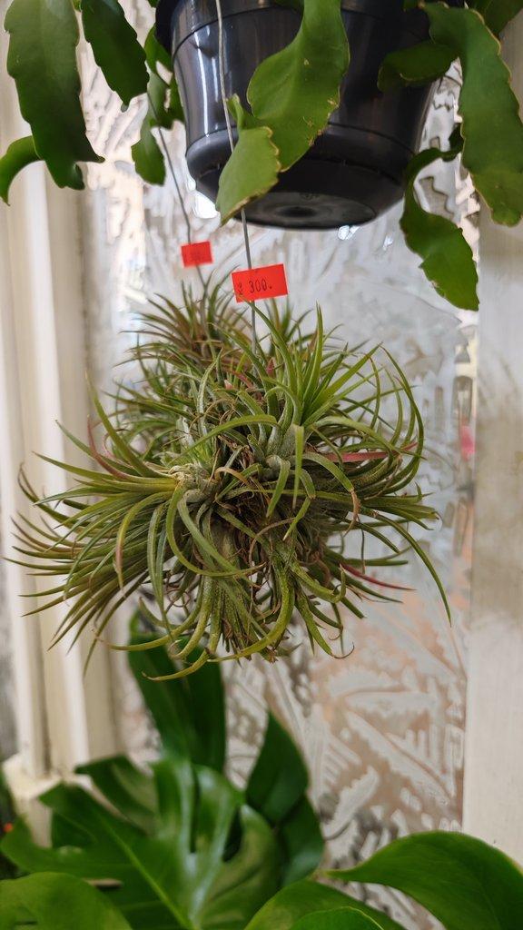 ŽIVÁ BOTANIKA 15.11.2025 - 🌸 Praha